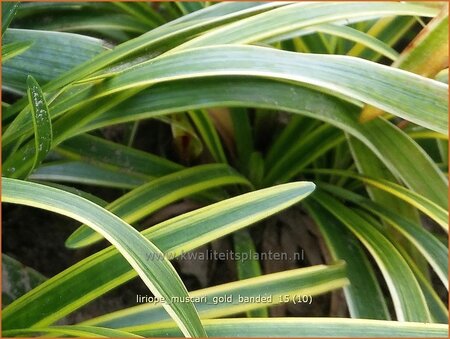 Liriope muscari &#39;Gold Banded&#39;