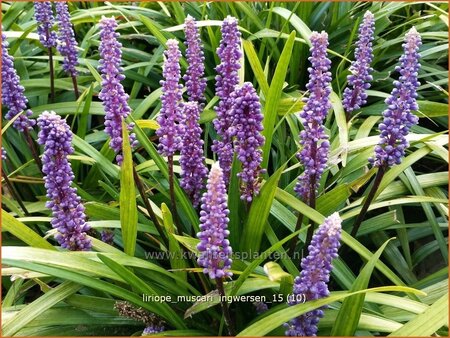 Liriope muscari &#39;Ingwersen&#39;