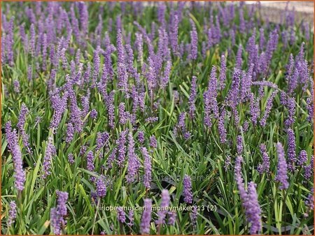 Liriope muscari &#39;Moneymaker&#39;