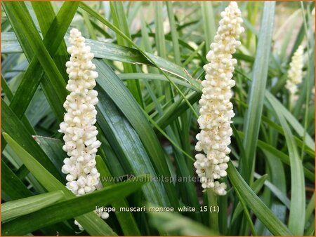 Liriope muscari &#39;Monroe White&#39;