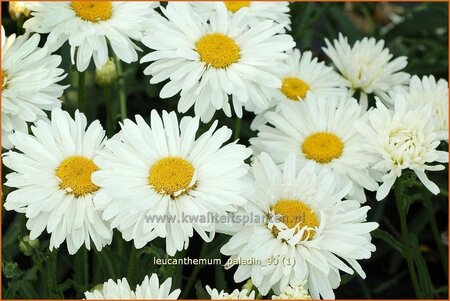 Leucanthemum &#39;Paladin&#39;