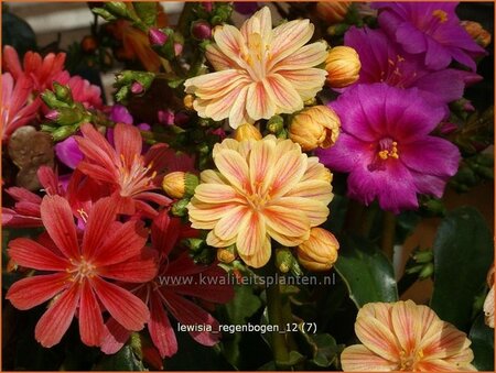 Lewisia 'Regenbogen'