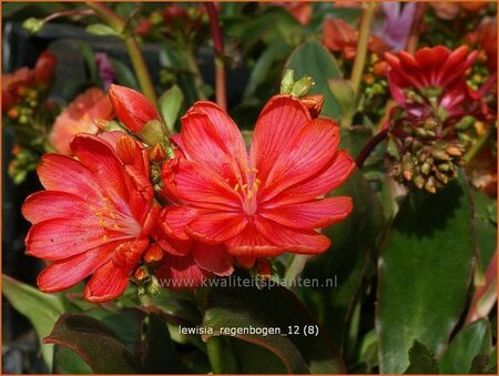 Lewisia 'Regenbogen'