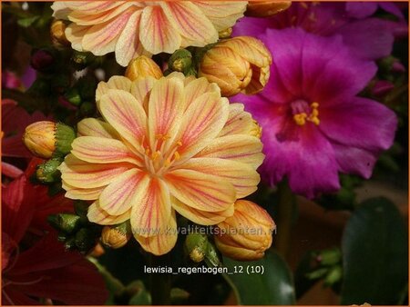 Lewisia 'Regenbogen'