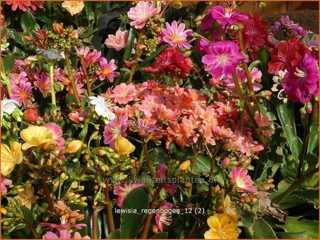 Lewisia 'Regenbogen'