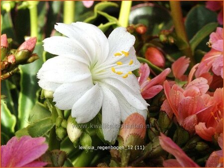 Lewisia 'Regenbogen'