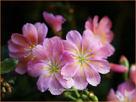 Lewisia 'Regenbogen'