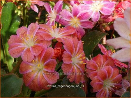 Lewisia 'Regenbogen'
