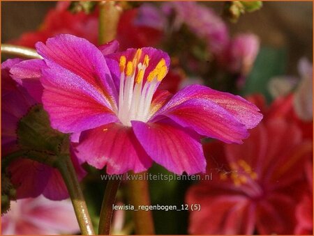 Lewisia 'Regenbogen'