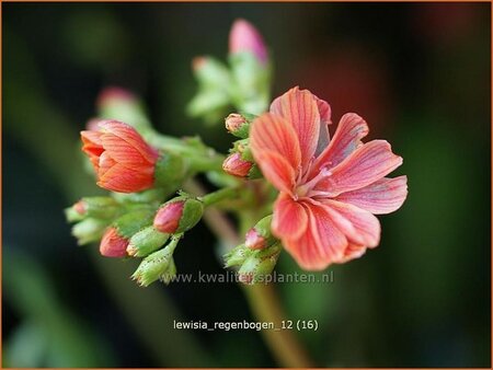 Lewisia 'Regenbogen'