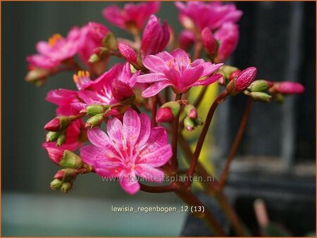 Lewisia 'Regenbogen'