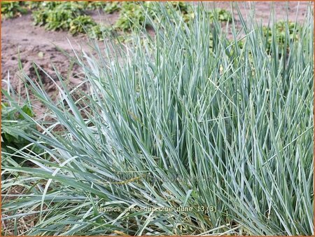 Leymus arenarius &#39;Blue Dune&#39;