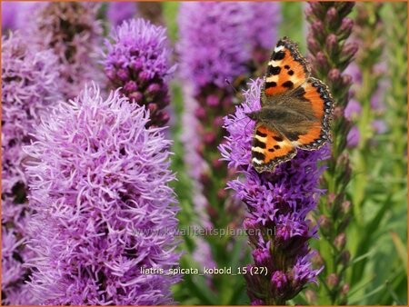 Liatris spicata &#39;Kobold&#39;