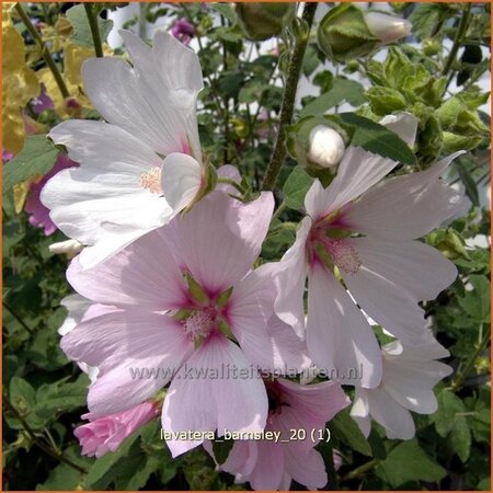 Lavatera &#39;Barnsley&#39;