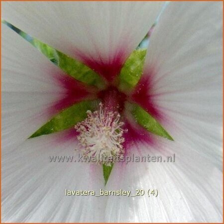 Lavatera &#39;Barnsley&#39;