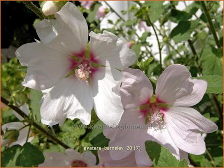Lavatera &#39;Barnsley&#39;