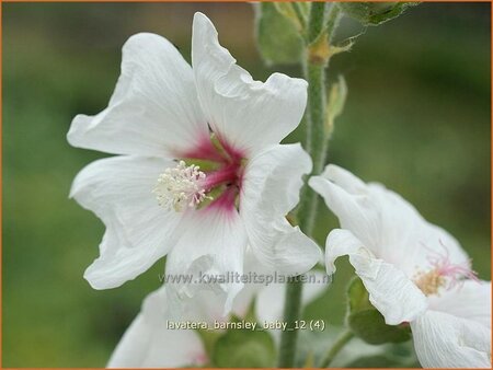 Lavatera &#39;Barnsley Baby&#39;