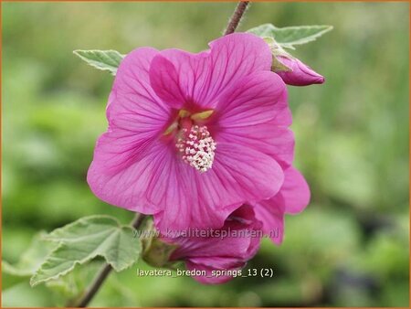 Lavatera &#39;Bredon Springs&#39;