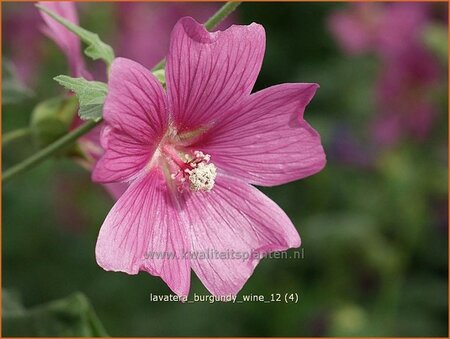 Lavatera 'Burgundy Wine'