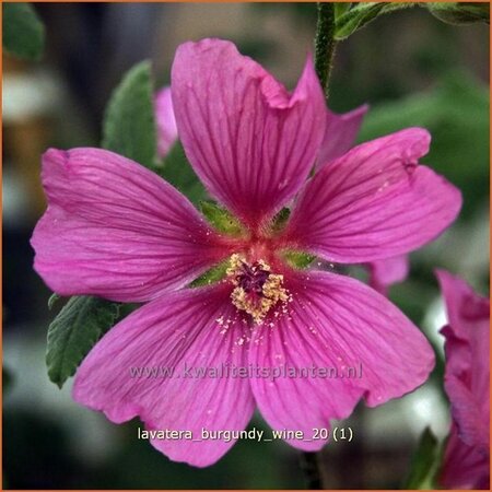 Lavatera 'Burgundy Wine'