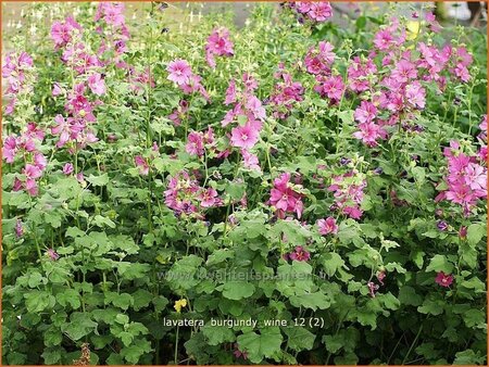 Lavatera 'Burgundy Wine'