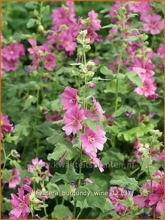 Lavatera 'Burgundy Wine'