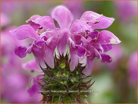 Lamium maculatum &#39;Beacon Silver&#39;