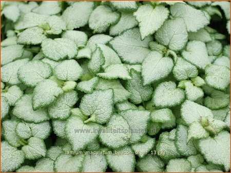 Lamium maculatum &#39;Beacon Silver&#39;