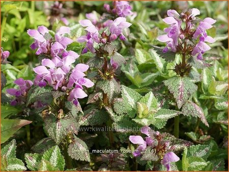 Lamium maculatum &#39;Roseum&#39;