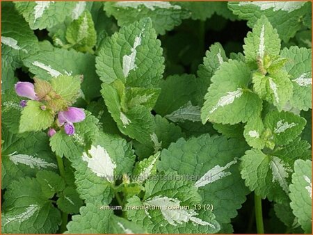 Lamium maculatum &#39;Roseum&#39;