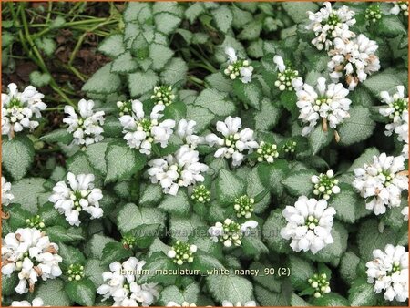 Lamium maculatum &#39;White Nancy&#39;