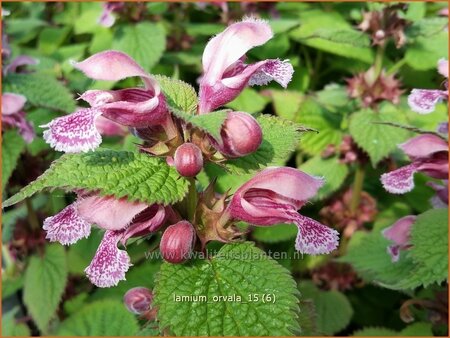 Lamium orvala