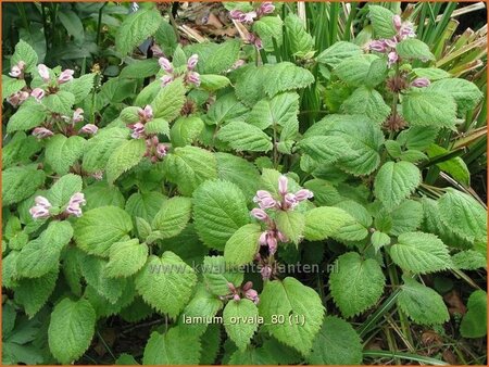 Lamium orvala