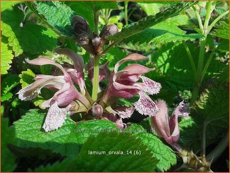 Lamium orvala