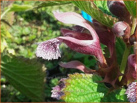 Lamium orvala