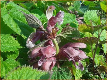 Lamium orvala