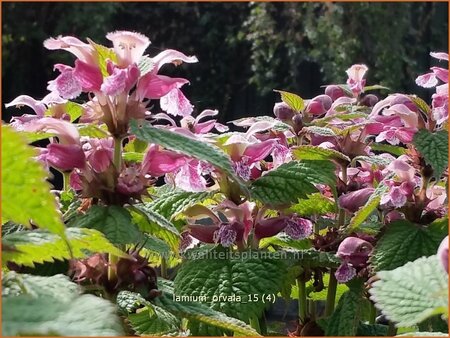 Lamium orvala