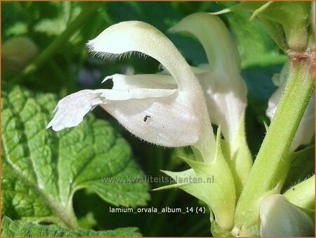 Lamium orvala 'Album'