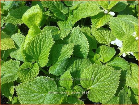 Lamium orvala 'Album'