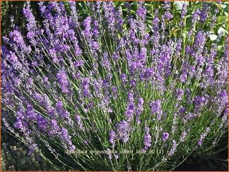 Lavandula angustifolia &#39;Dwarf Blue&#39;