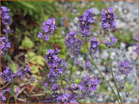 Lavandula angustifolia &#39;Dwarf Blue&#39;