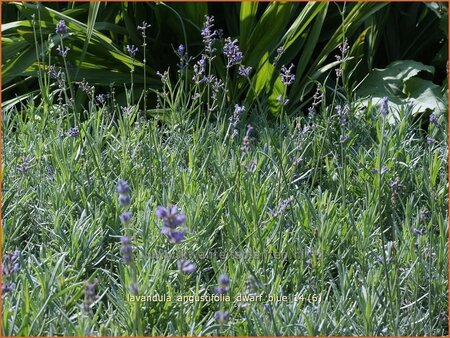 Lavandula angustifolia &#39;Dwarf Blue&#39;