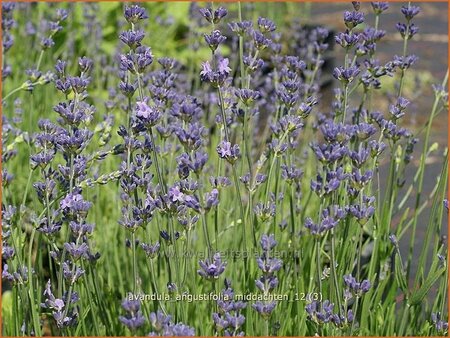 Lavandula angustifolia &#39;Middachten&#39;