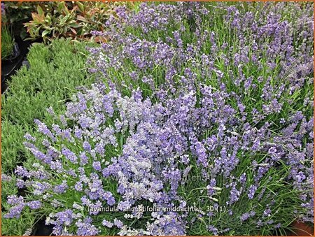 Lavandula angustifolia &#39;Middachten&#39;