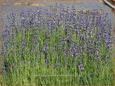 Lavandula angustifolia &#39;Middachten&#39;