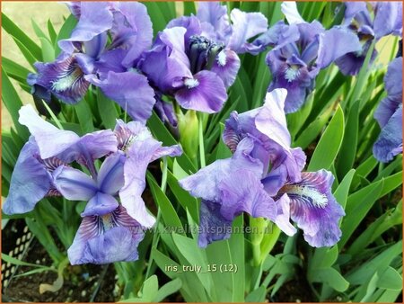 Iris pumila 'Truly'