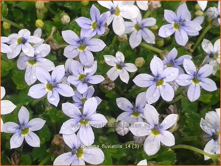 Isotoma fluviatilis