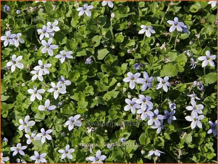 Isotoma fluviatilis