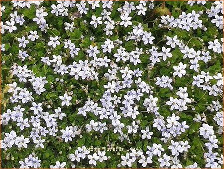 Isotoma fluviatilis