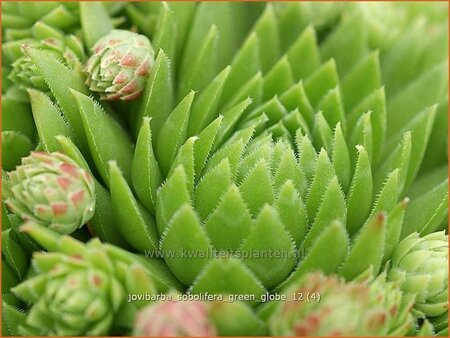 Jovibarba sobolifera &#39;Green Globe&#39;